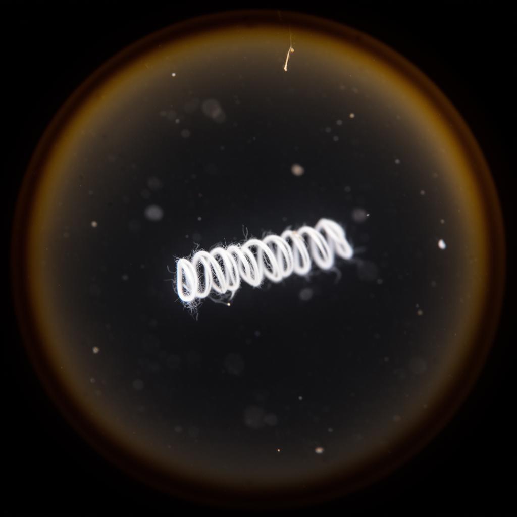 Coiled filament — sample 027, x40 magnification